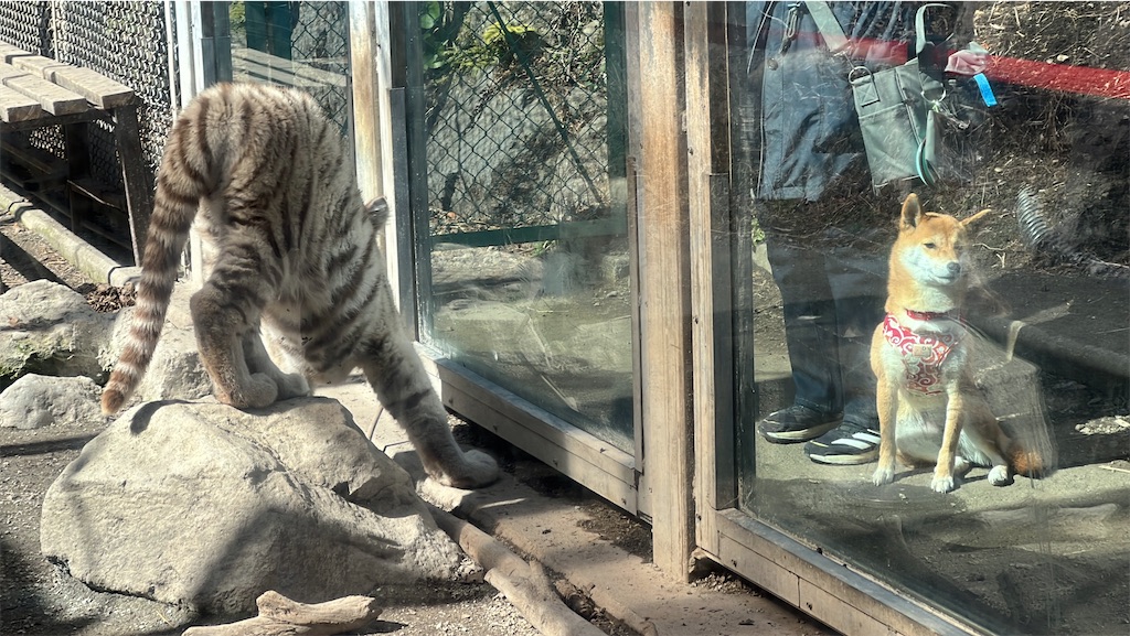 f:id:tukikanasoraomoi:20250219121118j:image