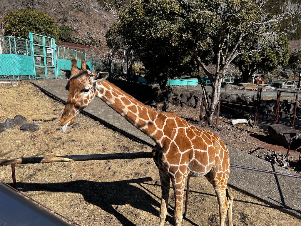 f:id:tukikanasoraomoi:20250219121217j:image