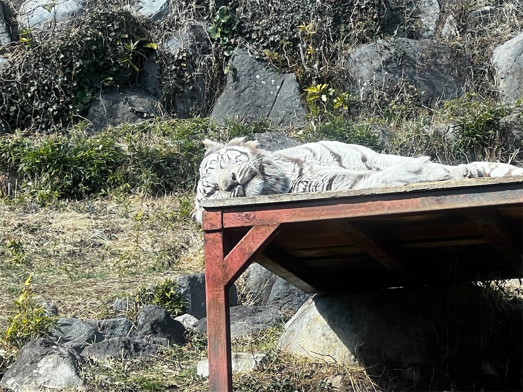 f:id:tukikanasoraomoi:20250219121254j:image