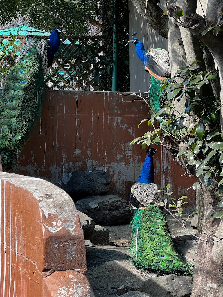 f:id:tukikanasoraomoi:20250219121437j:image