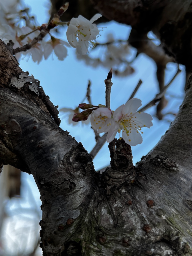 f:id:tukikanasoraomoi:20250314112744j:image