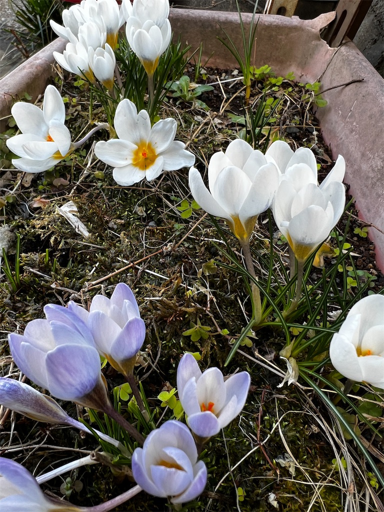 f:id:tukikanasoraomoi:20250321114301j:image