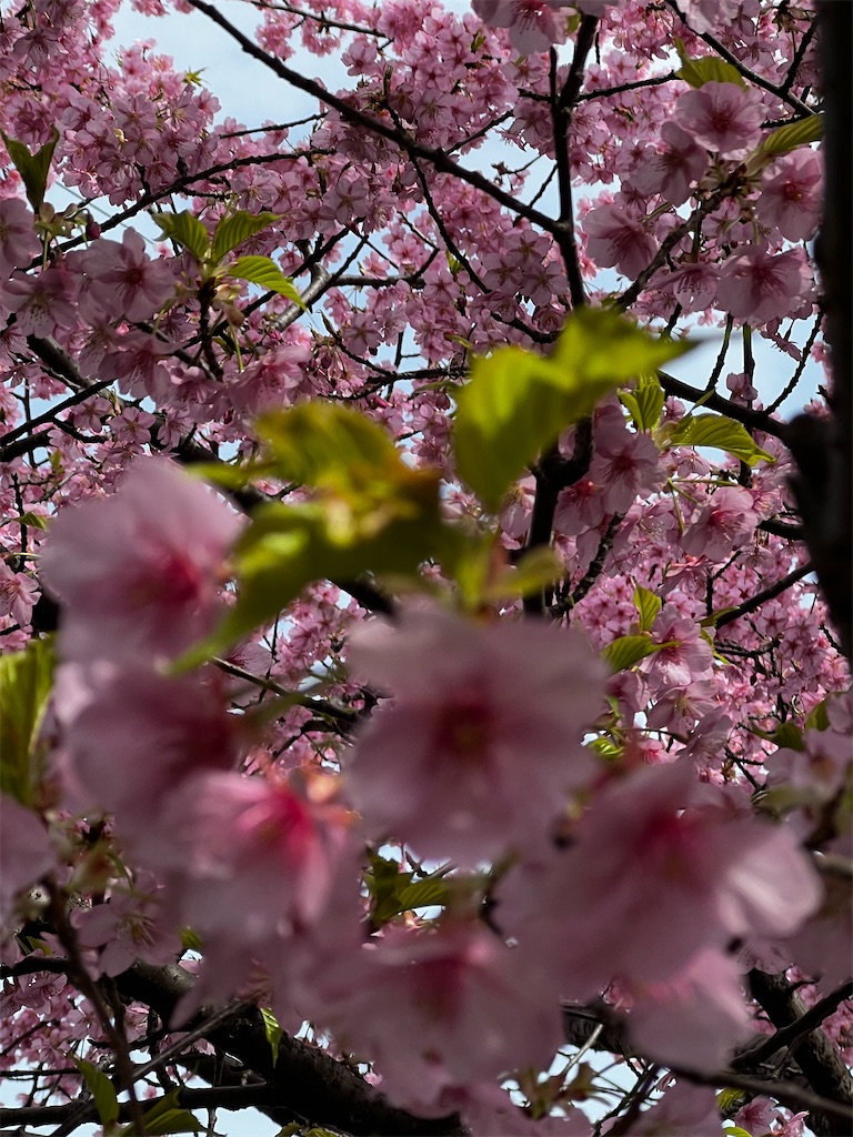 f:id:tukikanasoraomoi:20250321114305j:image