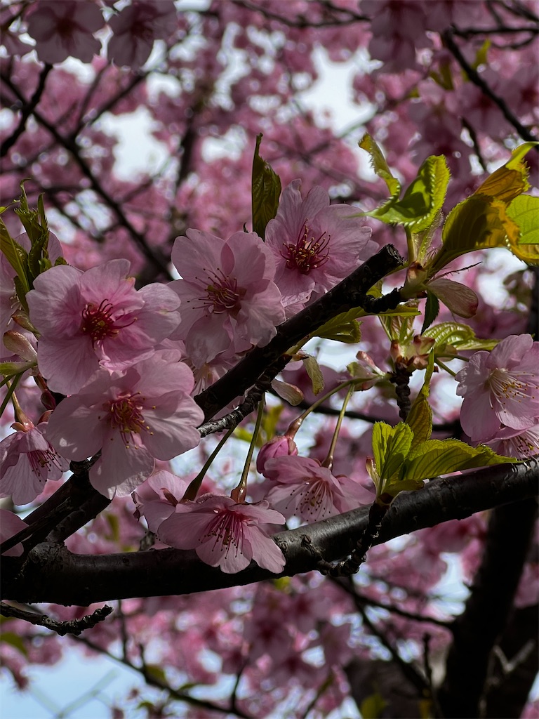 f:id:tukikanasoraomoi:20250321114323j:image