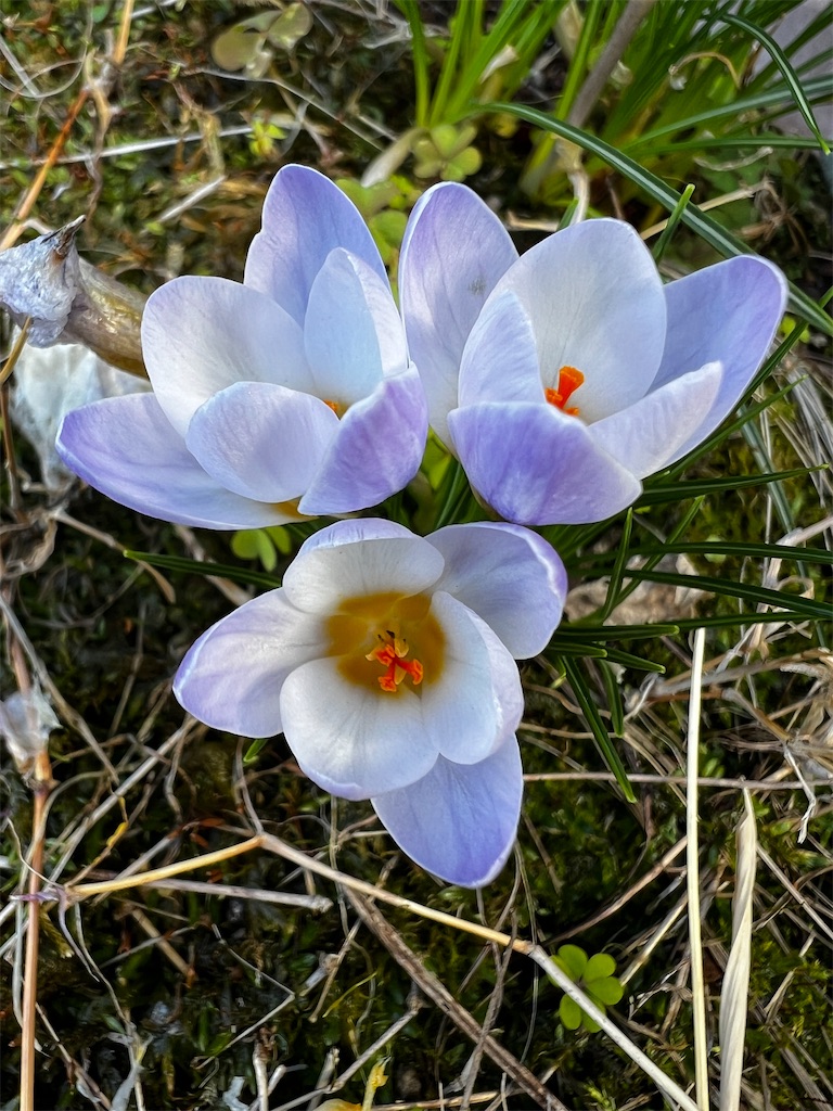 f:id:tukikanasoraomoi:20250321114337j:image