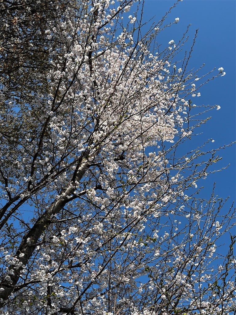 f:id:tukikanasoraomoi:20250404102240j:image