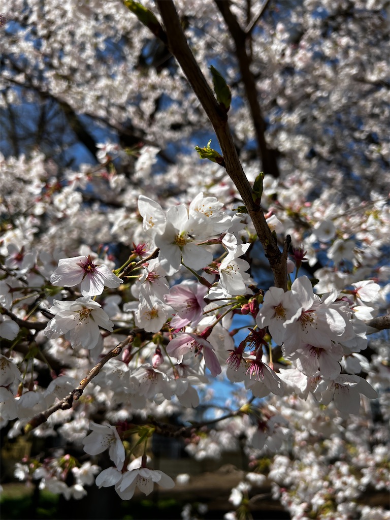 f:id:tukikanasoraomoi:20250404102244j:image