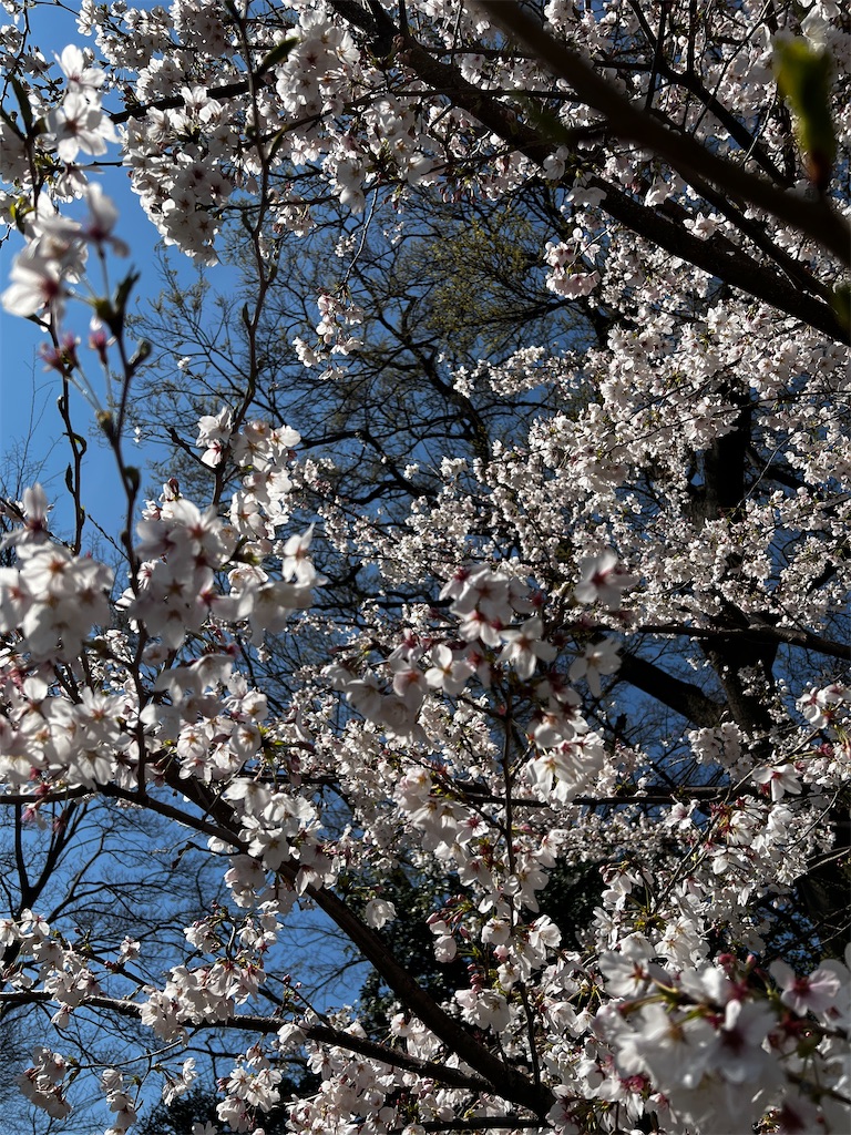 f:id:tukikanasoraomoi:20250404102249j:image