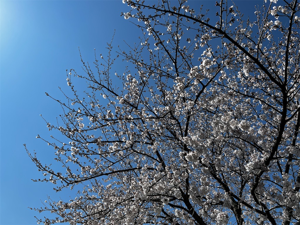 f:id:tukikanasoraomoi:20250404102252j:image