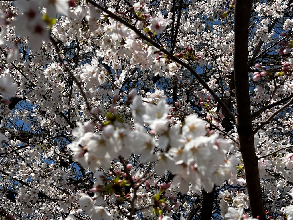 f:id:tukikanasoraomoi:20250404102256j:image