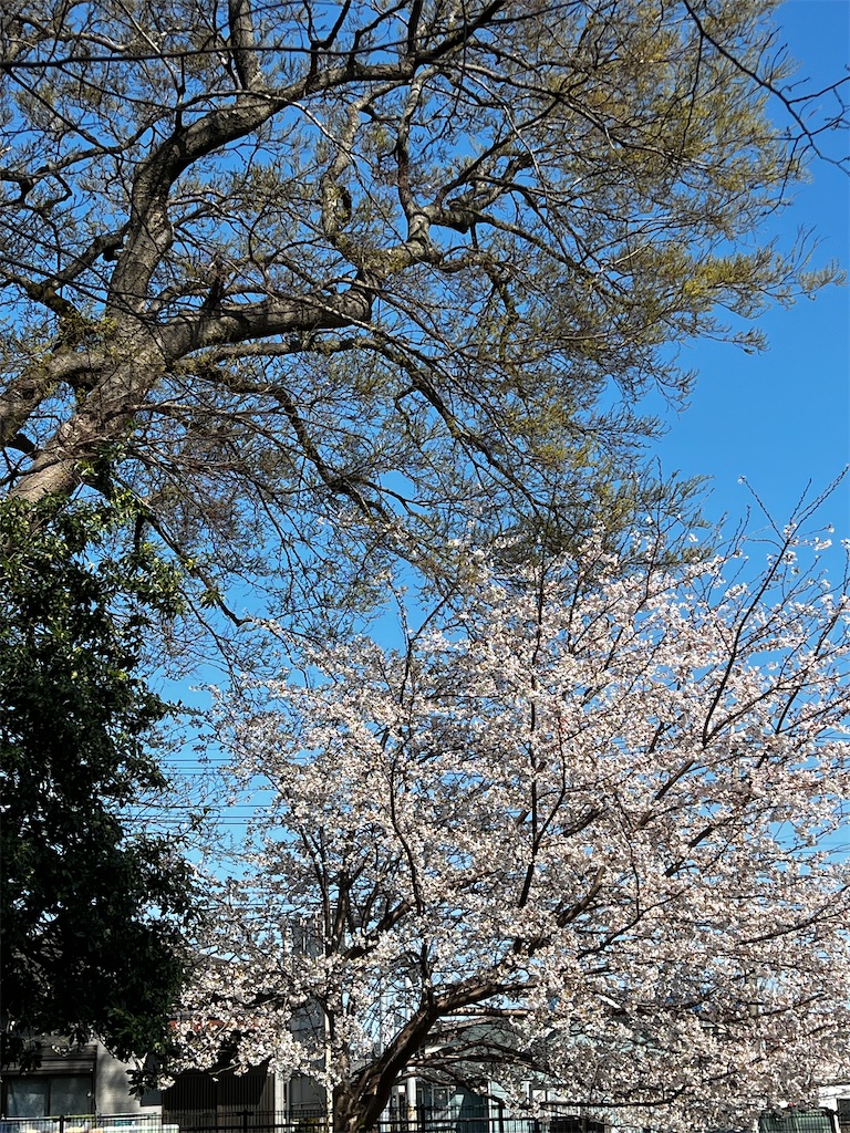 f:id:tukikanasoraomoi:20250404102303j:image