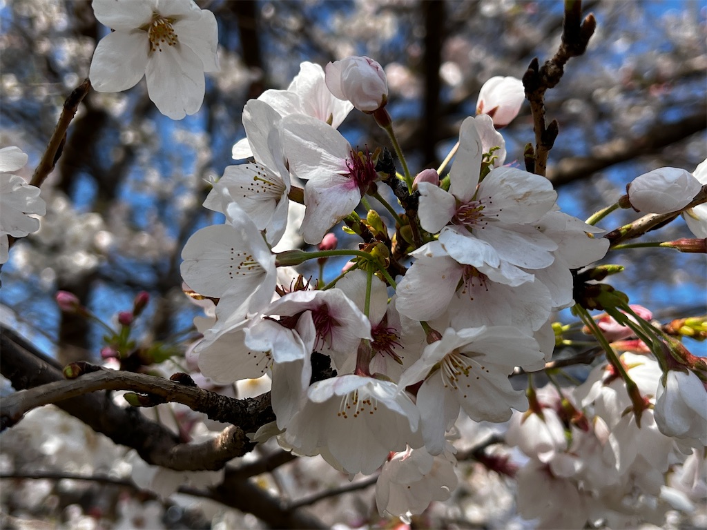 f:id:tukikanasoraomoi:20250404102310j:image