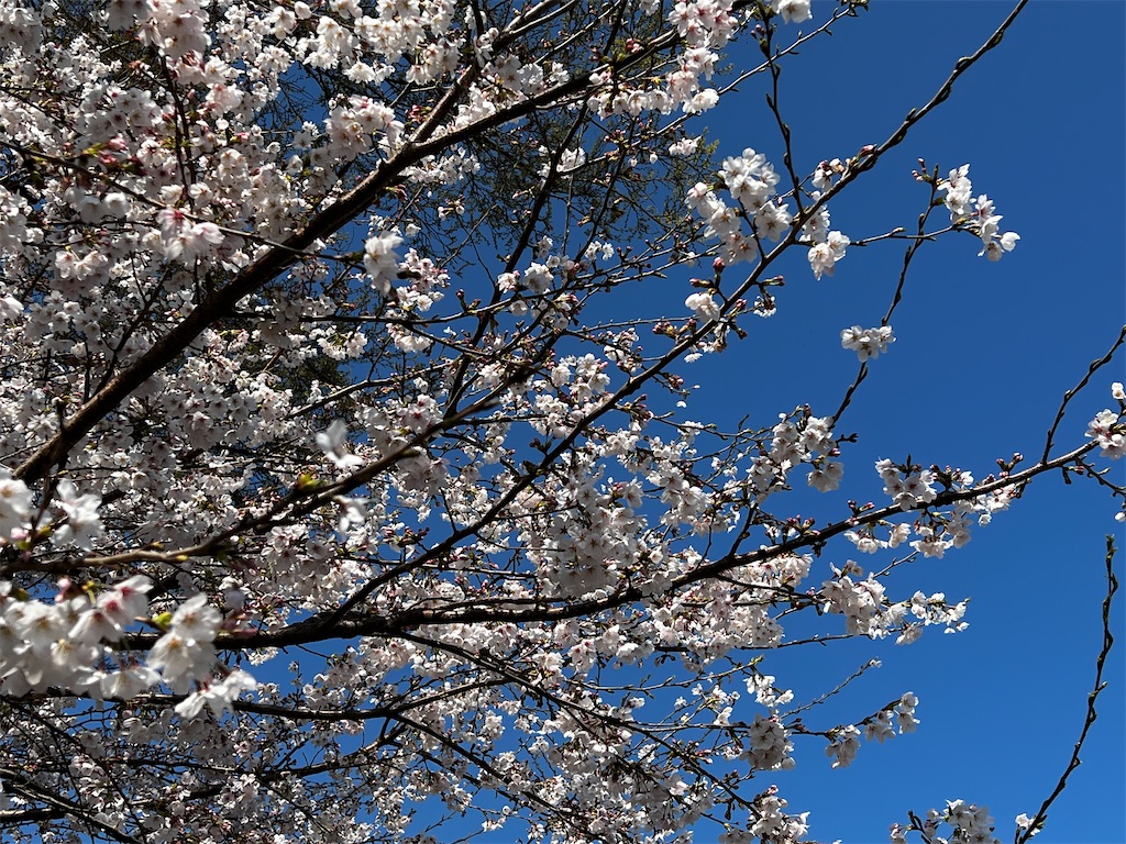 f:id:tukikanasoraomoi:20250404102322j:image