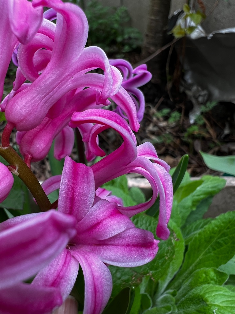 f:id:tukikanasoraomoi:20250422100140j:image