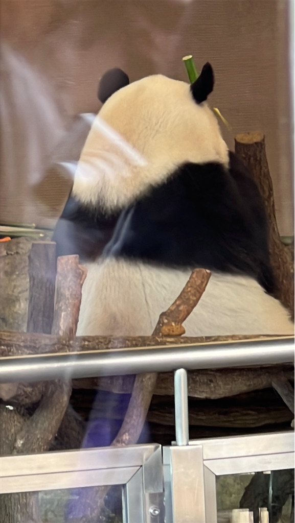 f:id:tukikanasoraomoi:20250618072133j:image