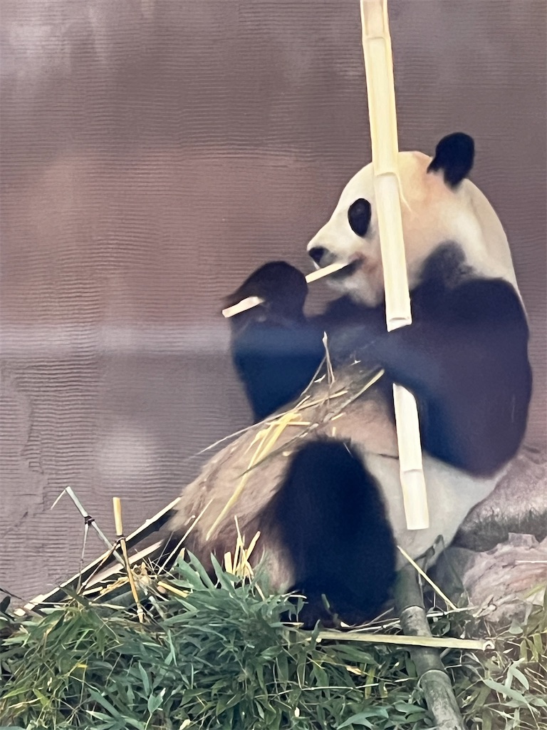 f:id:tukikanasoraomoi:20250618100114j:image