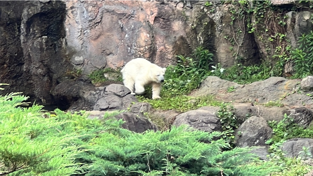 f:id:tukikanasoraomoi:20250618114834j:image