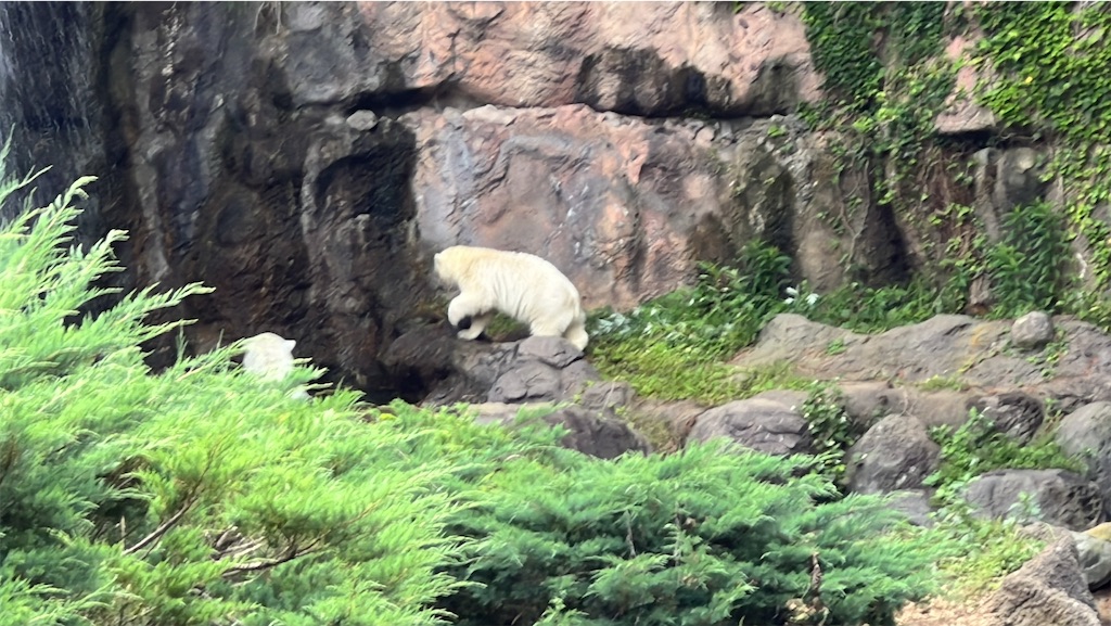 f:id:tukikanasoraomoi:20250618115048j:image