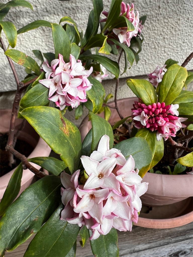 f:id:tukikanasoraomoi:20260324130314j:image