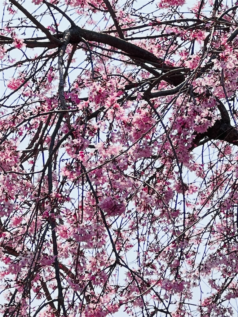 f:id:tukikanasoraomoi:20260330095100j:image f:id:tukikanasoraomoi:20260330095100j:image