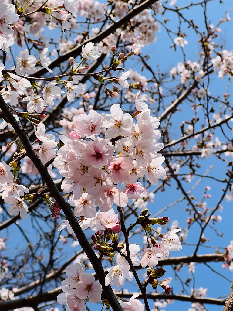 f:id:tukikanasoraomoi:20260330095111j:image f:id:tukikanasoraomoi:20260330095111j:image