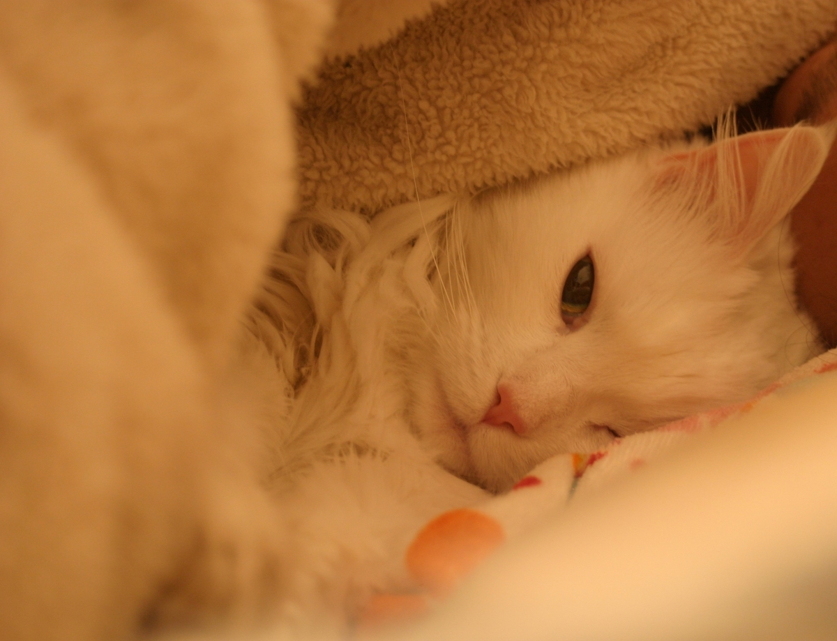 f:id:tukikoneko:20200425020053j:plain