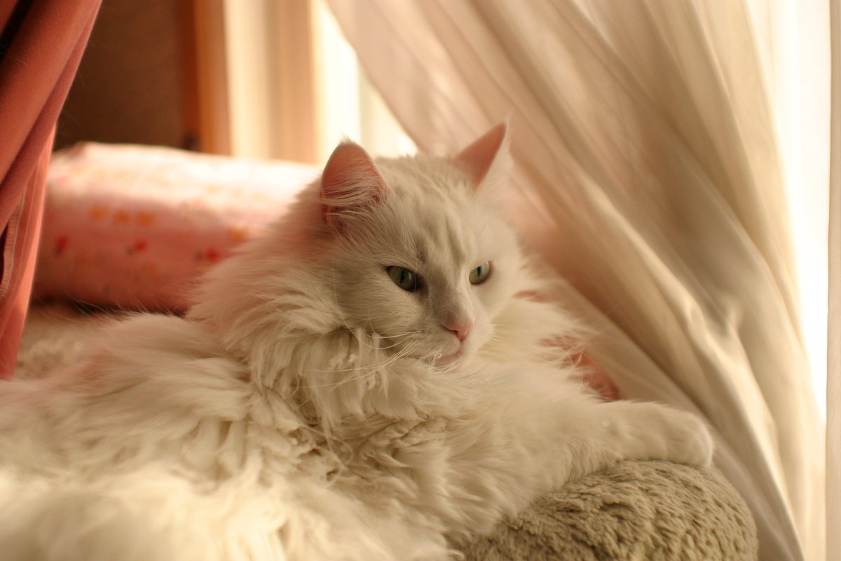 f:id:tukikoneko:20200425020234j:plain