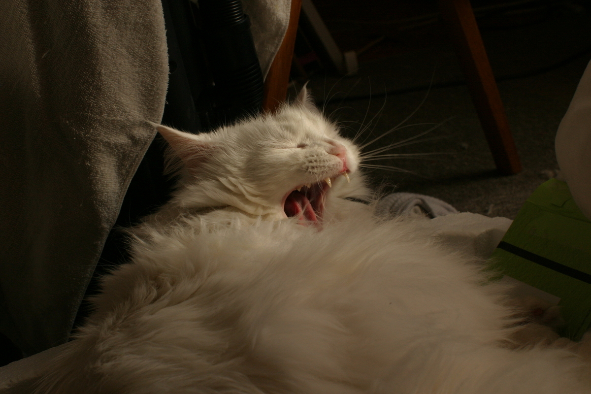 f:id:tukikoneko:20200425020254j:plain