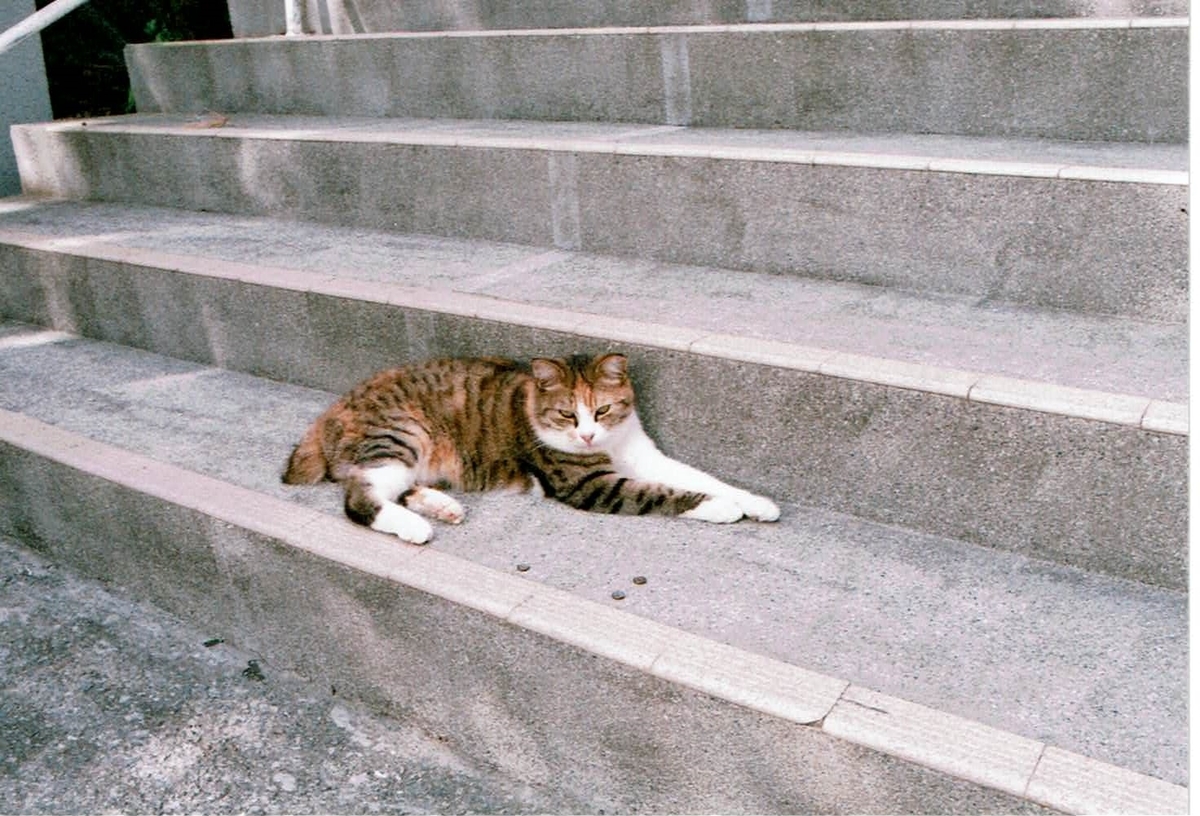 f:id:tukikoneko:20200503051023j:plain