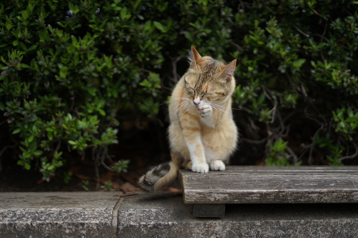 f:id:tukikoneko:20210118043406j:plain