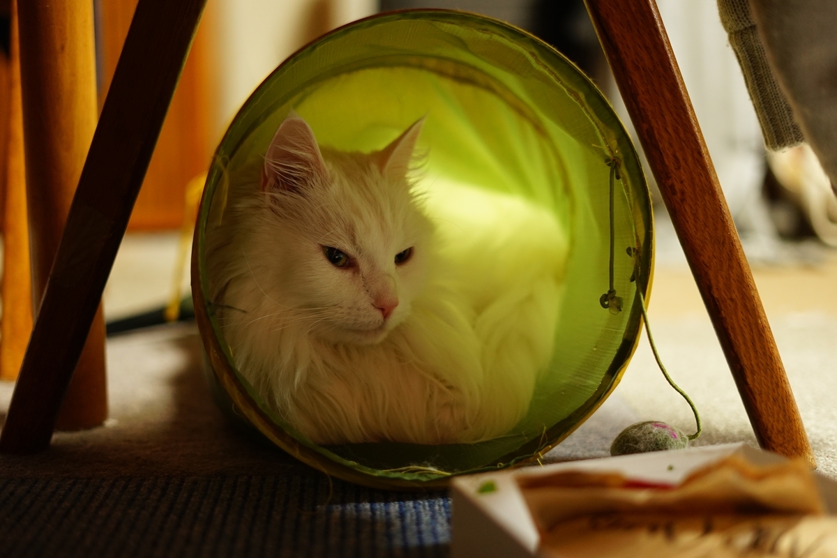 f:id:tukikoneko:20210118043724j:plain