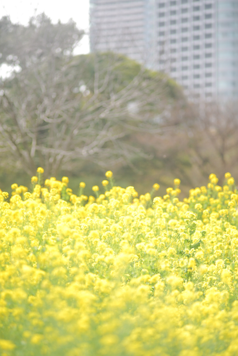 f:id:tukimifuchi:20200323124838j:plain f:id:tukimifuchi:20200323124838j:plain