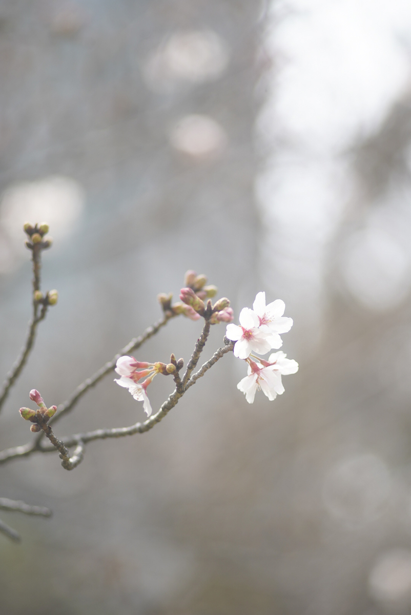 f:id:tukimifuchi:20200323125608j:plain f:id:tukimifuchi:20200323125608j:plain