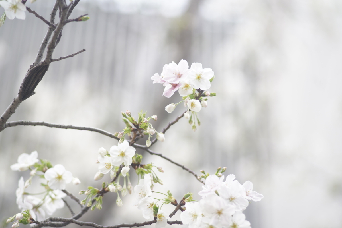 f:id:tukimifuchi:20200323125710j:plain f:id:tukimifuchi:20200323125710j:plain