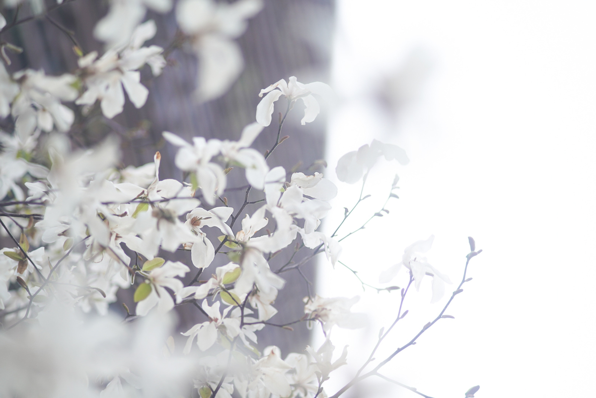 f:id:tukimifuchi:20200323130747j:plain f:id:tukimifuchi:20200323130747j:plain