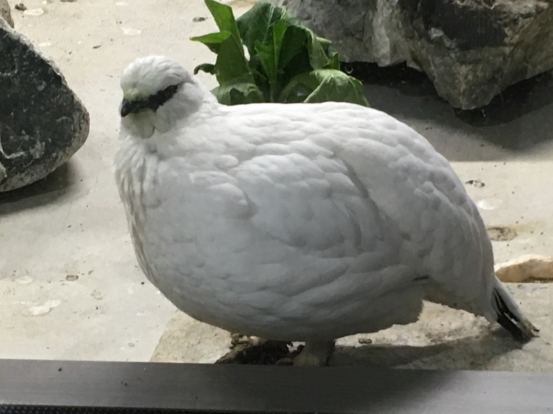 f:id:tukinoaguma:20191230231437j:plain f:id:tukinoaguma:20191230231437j:plain
