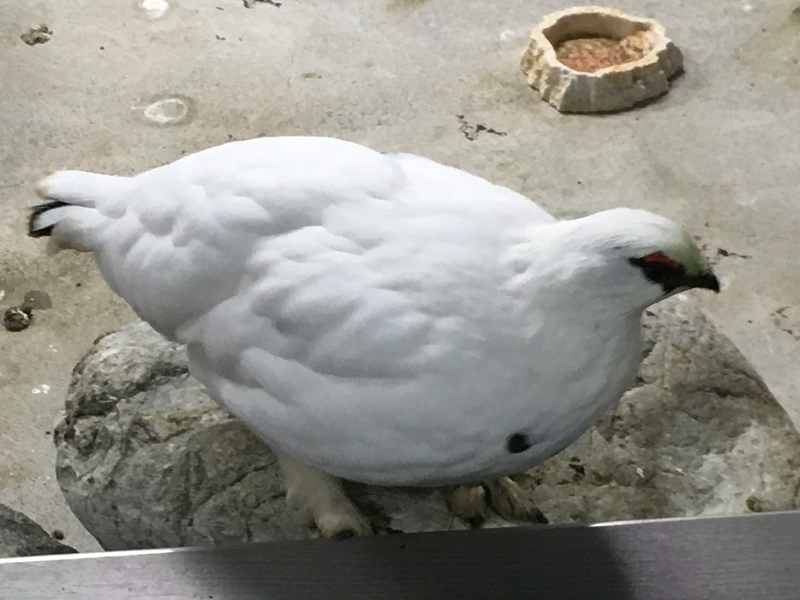 f:id:tukinoaguma:20191230231642j:plain f:id:tukinoaguma:20191230231642j:plain