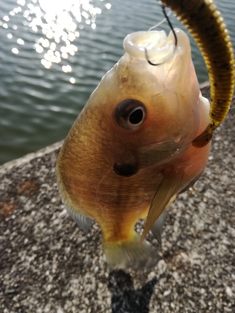 f:id:tukiookami:20190123205538j:image