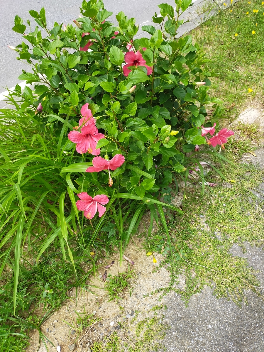 f:id:tukiookami:20201008114546j:plain