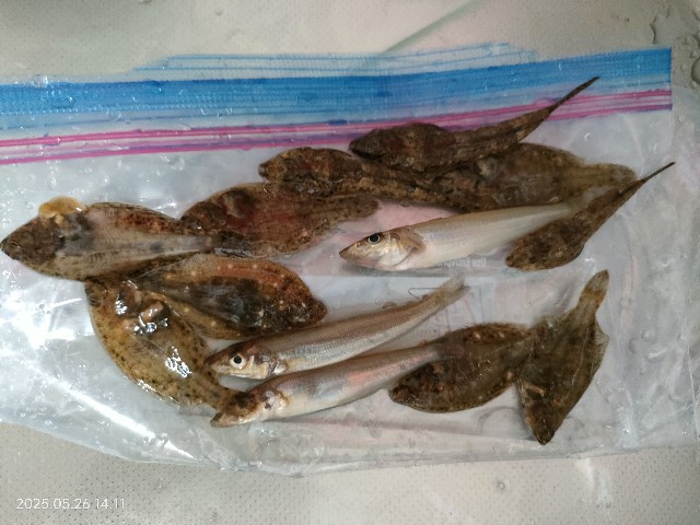 f:id:tukiookami:20250620131537j:image