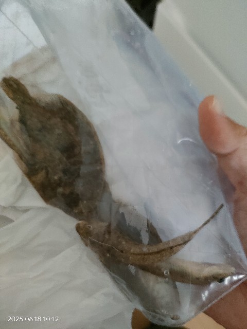 f:id:tukiookami:20250620131602j:image