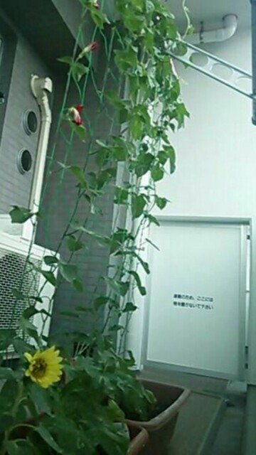 f:id:tukishiba_turedure:20190331063317j:image f:id:tukishiba_turedure:20190331063317j:image