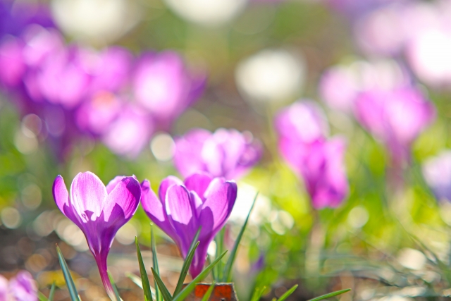 f:id:tukishiba_turedure:20190405122529j:plain f:id:tukishiba_turedure:20190405122529j:plain