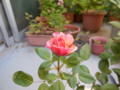 20130524090624