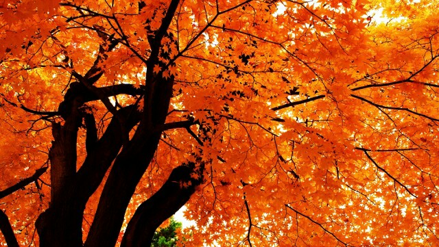 f:id:tukkoman:20170921040545j:image