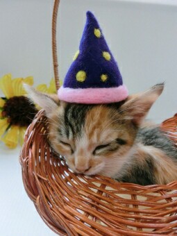 f:id:tukkoman:20171028081552j:image