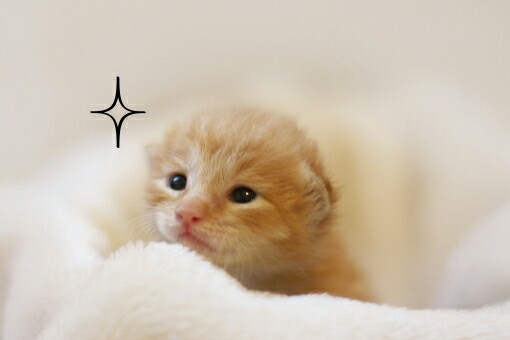 f:id:tukkoman:20171103111145j:image