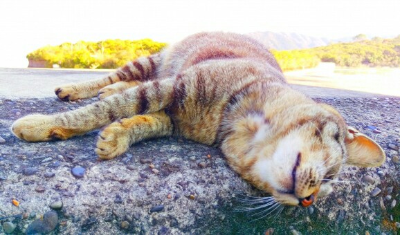 f:id:tukkoman:20171219072242j:image