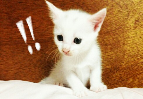 f:id:tukkoman:20180317114556j:image f:id:tukkoman:20180317114556j:image