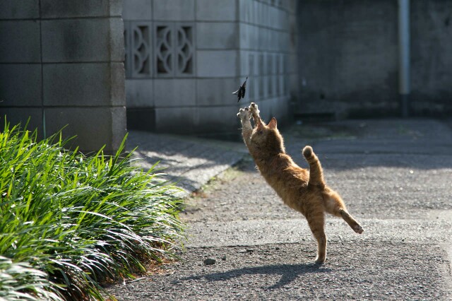 f:id:tukkoman:20180427113645j:image f:id:tukkoman:20180427113645j:image